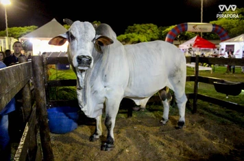 Saldo positivo para a Feira Agropecuária de Pirapora