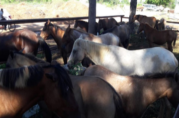 Secretaria faz ação surpresa e apreende mais de 20 cavalos em menos de 24 horas