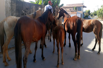 Prefeitura garante segurança com apreensão de animais de grande porte