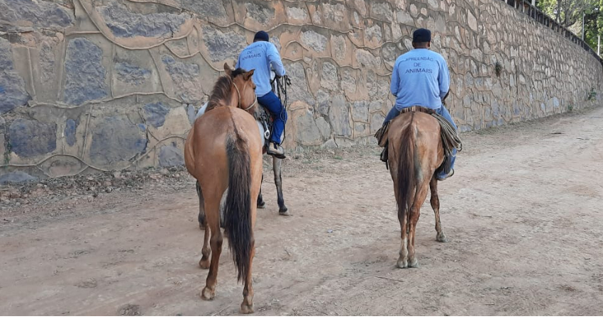 PREFEITURA INICIA APREENSÃO DE ANIMAIS DE GRANDE PORTE SOLTOS NAS RUAS