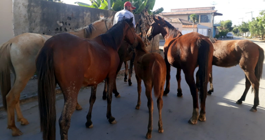 Prefeitura garante segurança com apreensão de animais de grande porte