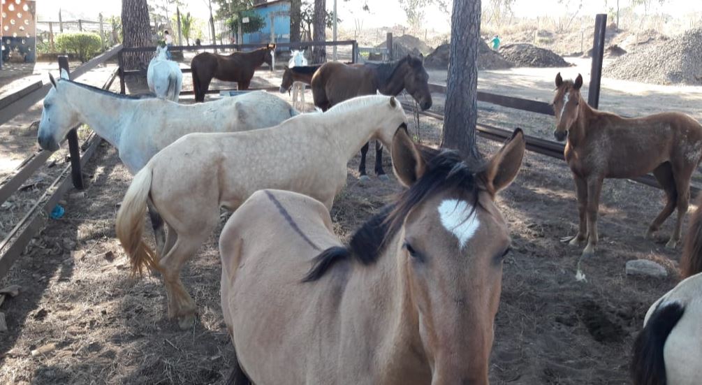 Prefeitura apreende cavalos soltos em vias públicas