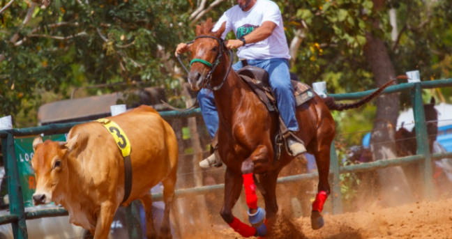 Com competidores de toda região, 3º Team Penning distribuiu 30 mil reais em prêmios